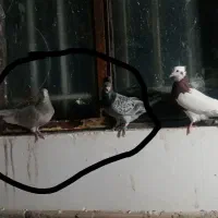 کبوتر|پرنده|کرمان, |دیوار