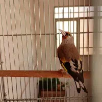 سهره نر جوجه سال|پرنده|خمینی‌شهر, |دیوار