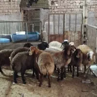 بره