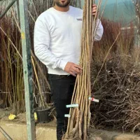 نهال گیلاس تکدانه