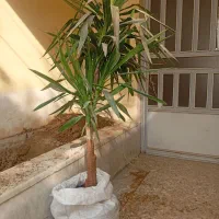 گل یوکا 2متری