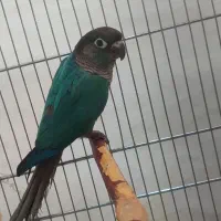 گرینچیک فول دستی سخنگو ،تراکویس و آناناسی|پرنده|تهران, شهرک دانشگاه|دیوار