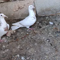 چهارتا کفتر دوتا نر دوتا ماده