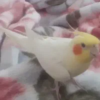 عروس هلندی نر سخنگو با قفس