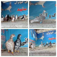کفتر ساده وپلنگ