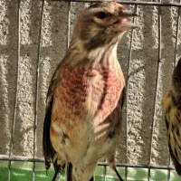 سهره سینه سرخ و گلبسر ،قناری مرغ عشق