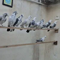 کفتر پرشی هوا میکنم بشنید زیرش|پرنده|تهران, دولاب|دیوار