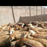 گوسفند حیدرآباد طالقانی چالوس زنده بنیاد ۳۵۰