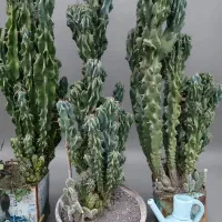 گل کاکتوس و کراسولا