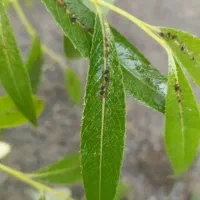 هرس درختان سم پاشی بیل زنی وگلگاری|خدمات باغبانی و درختکاری|تبریز, |دیوار