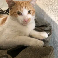واگذاری گربه نارنجی
