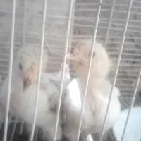 جوجه برهما