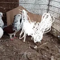 کبوتر پرشی ماده کاکل