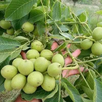 فروش انواع نهال مثمر وغیر مثمربا بهترین کیفیت