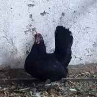 تخم مرغ نطفه دار