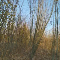 نهال بید معجون و سایر نهال ها|گل و گیاه طبیعی|میاندوآب, |دیوار