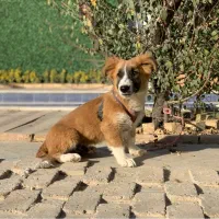 واگذاری توله سگ پاکوتاه نر|سگ|کرج, فاز ۱ مهرشهر|دیوار