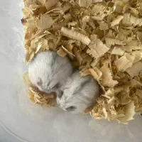 همستر مینیاتوری|موش و خرگوش|شیراز, جانبازان|دیوار