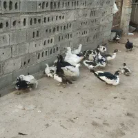 اردک نروماده خارجی .جوجه اردک خارجی