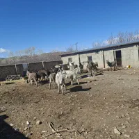 انواع خر یا اولاغ نر و ماده و کره موجود هست