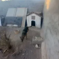 ماده ژرمن اماده جفت گیری