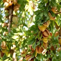 انواع ارقام نهال بادام و گردو