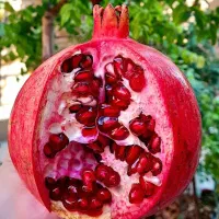 نهالفروشی حجت همراهی|خدمات باغبانی و درختکاری|یزد, |دیوار