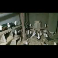 کفتر فروشی قیمت۲۷ملیون تخفیف پای معامله|پرنده|مه ولات, |دیوار