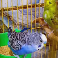 مرغ عشق نر