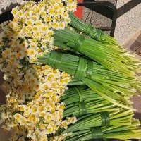 فروش عمده گل نرگس خفر مستقیم از نرگسزار