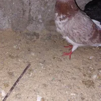 کفتر پرشی عالی درجه ۱|پرنده|هشتگرد, |دیوار