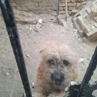 سگ پاکوتاه|سگ|ماهدشت, |دیوار