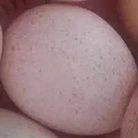 تخم بوقلمون نطفه دار
