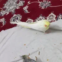 عروس هلندی
