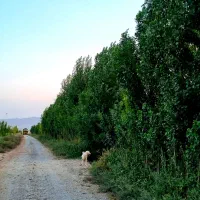 قطعات ۳۳۰ متری در ماهدشت