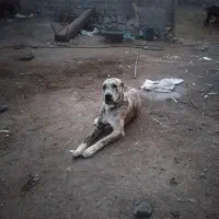 سگ گوسفندی|سگ|نوده انقلاب, |دیوار