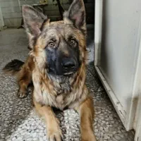 گم شدن سگ ژرمن نر|حیوانات|ری, علایین|دیوار