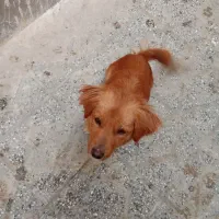 پامر آشپیتز ماده فروش فوری،