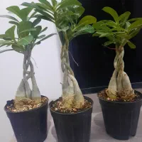 گل آدنیوم