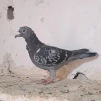 کفتر المانی