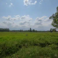 زمین باغی و شالیزار چسبیده به شهر