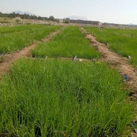 فروش پیاز در منطقه سرگز احمدی|خدمات باغبانی و درختکاری|احمدی, |دیوار