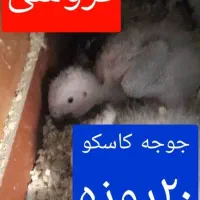 جوجه کاسکو