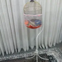 قفس طلایی ایستاده