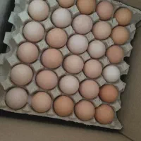 تخم مرغ محلی