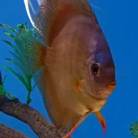 دو جفت دیسکس|ماهی|نیشابور, شهید جعفری|دیوار