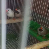 فنچ کرواتی مولد