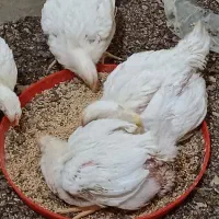 دانه میکسر گوشتی با بهترین مواد مغذی