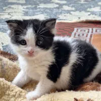 واگذاری گربه