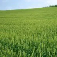 زمین کشاورزی